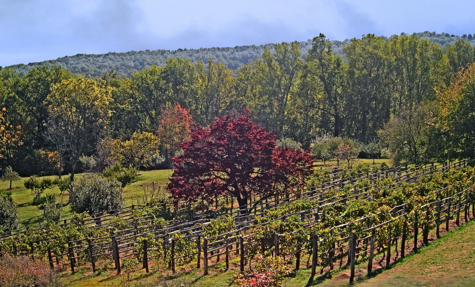 Rows of vines on a Virginia hillside in early fall